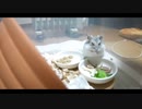 ハムスター飼いました。その110～ハムスターくんと大晦日2020～