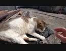 日向ぼっこしている大人しい猫をモフりたおしてきたゾ