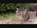 二匹のキジトラ猫が公園でマッタリ中、近づいてトントン、ナデナデしたら何とも言えない表情を見せた