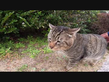 二匹のキジトラ猫が公園でマッタリ中、近づいてトントン、ナデナデしたら何とも言えない表情を見せた