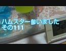 ハムスター飼いました。その111～ハムスターくんとあけおめ2021～