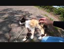警戒心が強い野良猫が徐々に心を開く様子