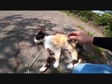 警戒心が強い野良猫が徐々に心を開く様子