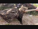 激しい警戒心を見せる野良猫にねこじゃすりを使ったら少しだけ心を開いてくれた