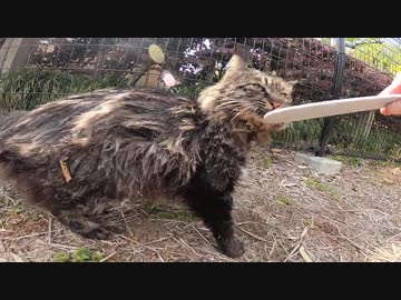 激しい警戒心を見せる野良猫にねこじゃすりを使ったら少しだけ心を開いてくれた