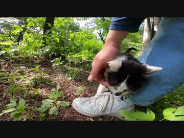暖かい木漏れ日の中で私の足にまとわりつく野良猫が可愛すぎる
