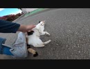 野良猫：ん～怖い、でもモフってほしい・・・やっぱ怖い、ん～もぉ好きにしてぇ～