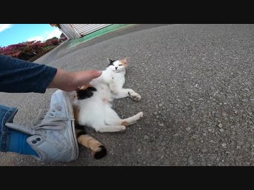 野良猫：ん～怖い、でもモフってほしい・・・やっぱ怖い、ん～もぉ好きにしてぇ～