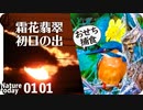 0101【霜花カワセミ捕食】小さな猛禽モズ水飲とスズメ接写、初日の出霜柱、イソシギ求愛マガモ、シジュウカラ鳴き声、コサギ舞捕食アオジ、うし電車、ダイサギ #今日撮り野鳥動画まとめ  #身近な生き物語