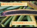 【スパイスを知ろう！】バニラを知ろう！【part32】