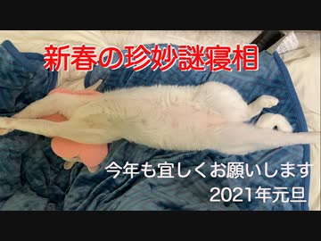 珍妙猫たち、年越しの瞬間から縁起物を披露する