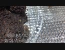 [新年ですぞ]タランチュラ飼育日記その５０[いい年にしたいね]