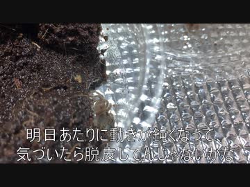 [新年ですぞ]タランチュラ飼育日記その５０[いい年にしたいね]