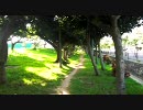 【蝉】早くも夏到来