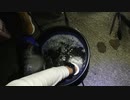 【#1 釣り動画】ヤエン釣りで大物のアオリイカがアジに食いつきました！引きがヤバイ！