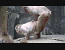 ニホンザルの交尾