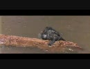 【英語】ビューティフル・ピープル　ゆかいな仲間 10/10