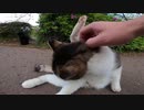 野良猫がブレイクダンスを踊るように体をくねくね、スリスリ、私を楽しませてくれる