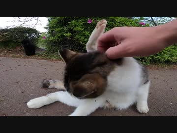 野良猫がブレイクダンスを踊るように体をくねくね、スリスリ、私を楽しませてくれる
