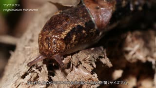 ゆっくり冬のカタツムリ採集　その８