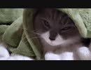 トキサダコ