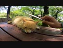 ねこじゃすりの魔力に逆らえず虜になってしまった野良猫の顔が可愛すぎる