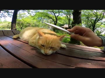 ねこじゃすりの魔力に逆らえず虜になってしまった野良猫の顔が可愛すぎる
