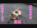 野良猫の姉妹【ホームズを保護する時が来た】