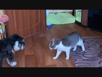 犬（ミニチュアシュナウザー）ｖｓ猫その７