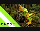 【折り紙】「カレハタチ」 14枚【枯葉】／【origami】"Karehatachi" 14 pieces【fallenleaves】