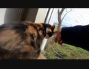 猫島へ渡るフェリー乗り場待合室の三毛猫がめちゃくちゃ可愛すぎる件