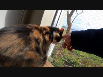 猫島へ渡るフェリー乗り場待合室の三毛猫がめちゃくちゃ可愛すぎる件