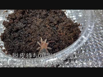[エウレカにハマった]タランチュラ飼育日記その５１[エウレカはいいぞ]