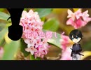 【刀剣CoC】KP鳴狐と堀川で花の色馨しく -2-【実卓リプレイ】