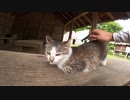強烈に警戒する野良猫に腰トントンしまくったゾ