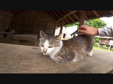 強烈に警戒する野良猫に腰トントンしまくったゾ