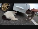 野良猫が車の下で寝ていたので強引に引っ張りだした