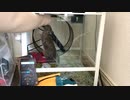 回し車を静かにするアイテム教えます！　Noise measures for Wheel.