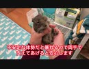 高齢デグーおこげ、保定（抱っこ）を練習する　Degu practices to hold her.