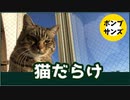 ３つの腹から5匹の猫が。犬猫9匹動物大ファミリー