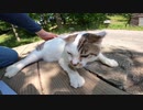 ねこじゃすりを使った野良猫とのスキンシップ方法とは