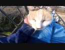私が合図をすると三毛猫がダッシュジャンプでモフられに来てくれた