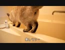 お風呂のお湯張りを監視する猫にハプニングが起きました…