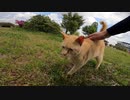 ゴロンと変顔で甘えてくる野良猫だな！と思ったら大音量のゴロゴロ音にキュンとした