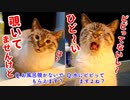 【しゃべる猫】風呂を覗きにきた猫の言い訳が饒舌すぎる件