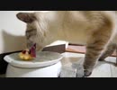 飼い主の友人が猫のデュフィにごちそうを持ってきてくれました