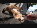 初めは警戒していた野良猫だが次第に大胆なポーズとゴロゴロ音で甘えてくる様子