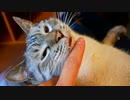 ご馳走をお預けされた復讐に、膝の上を占拠して飼い主の動きを封じる猫
