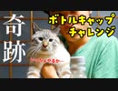 うちの猫のボトルキャップチャレンジは格が違います【Bottle Cap Challenge】