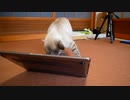 【危なすぎる…】暴れ猫に「猫に見せる動画」を見せてみた結果…